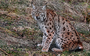 animal photography of a white, brown, and black Lynx